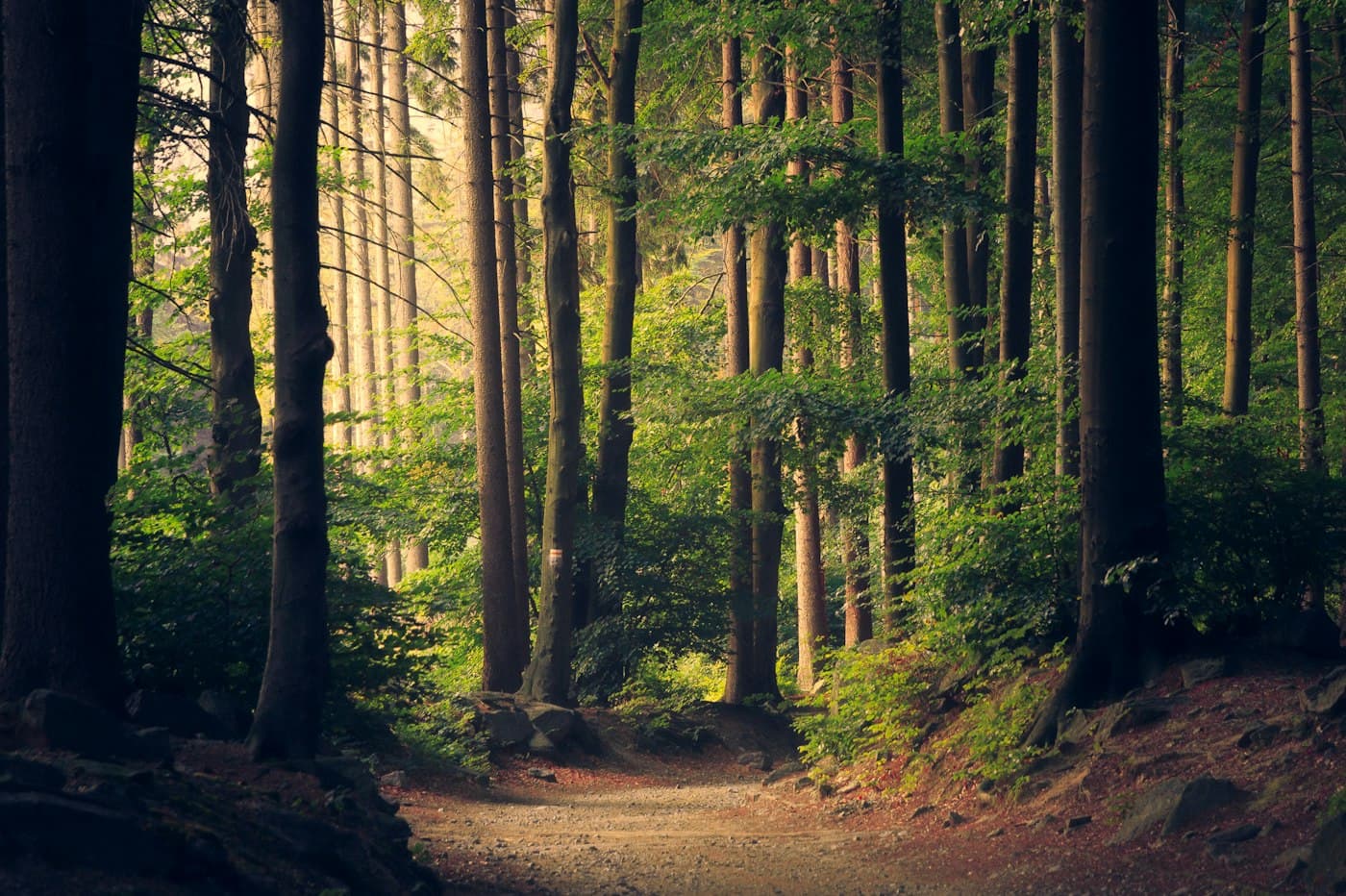 Sentier dans une forêt de grands arbres